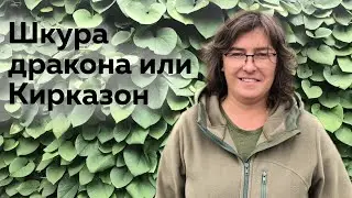 Шкура дракона или Кирказон (Аристолохия)