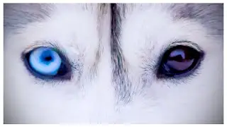 My Dog Has DEMON EYES! (The real story behind my husky’s eyes)