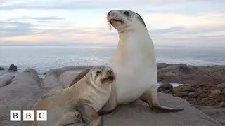 How sea lions help researchers map the ocean floor | BBC Global