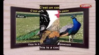 Learn Birds Names in French | Learn French Through English | Learn French For Beginners | Grammar