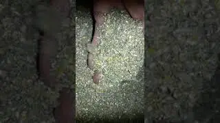 Добавка REASIL/Сколько травы нужно курице в корм