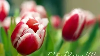 C 8 Марта! Дарите женщинам цветы!