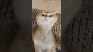 оцените эту мордашку