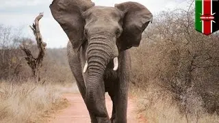 Un touriste italien se fait piétiner par un éléphant au Kenya