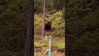 ВСТРЕТИЛИ МЕДВЕДЯ В ЛЕСУ!