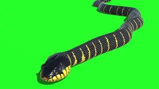 Snake 44 || Green Screen Videos