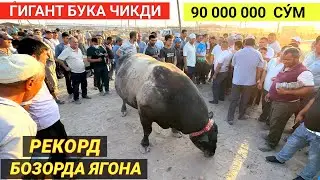 ГИГАНТ БУКА РЕКОРД 90 МИЛИОН СУ́М БОЗОРДА ЯГОНА 1060 КГ ЧИКДИ БУНАКАСИ ХАЛИ БУ́ЛМАГАН ! ХОРАЗМ БОЗОР