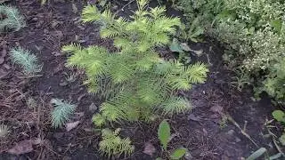 Метасеквойя из семян и черенка/ Metasequoia from seeds & cutting
