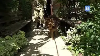В Горячем Ключе возобновили отлов безнадзорных животных.