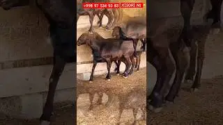 XISORI QOʻCHQOR 1-METR