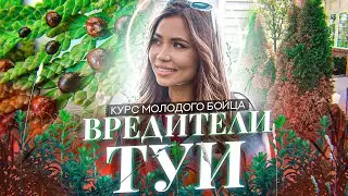 ВРЕДИТЕЛИ ТУИ 🌲Ваша туя будет в безопасности после этого видео!
