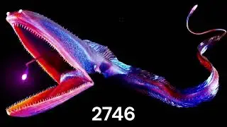 Evolution of Bloop