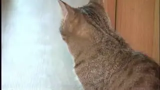Очаг бешенства в Челябинске