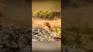 Лев напал на антилопу но получил рогом в пасть.