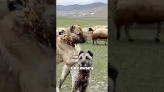 Хитрые волки против УМНЫХ алабаев 🐺🧠🐕