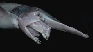 топ 10 самых страшных животных