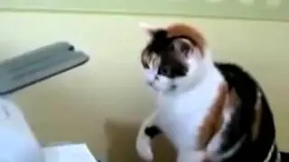 Кот и принтер