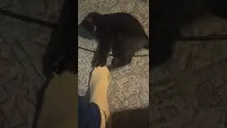 Я тебя съем.