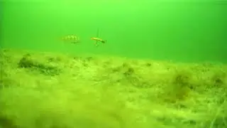 Игнор балансира в глухозимье