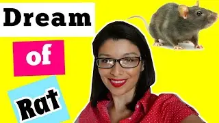 WHAT IS NEW! Rat Dream Meaning & Interpretation