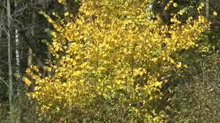 Pakhmutova, Dobronravov.  The melody.  D. Stepanovich, A. Zvonov