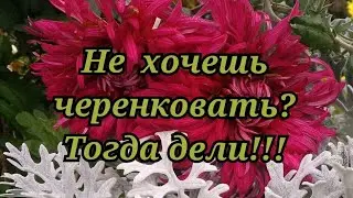Хризантема. Размножаем хризантему без черенкования.