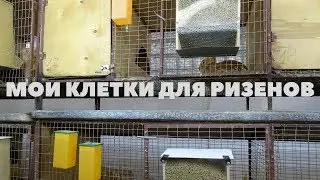 Размеры и конструкция клеток для ризенов