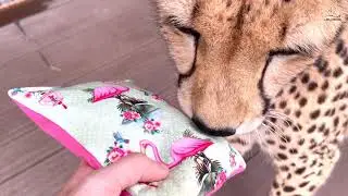 Catnip? How does a cheetah react to catnip?