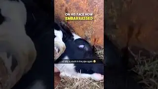 This cow always gets stuck like THIS... 🤣