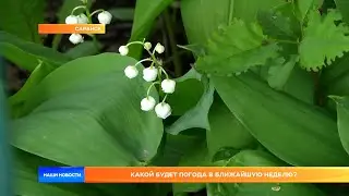 Какой будет погода в ближайшую неделю?