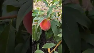 привитый персик 🍑