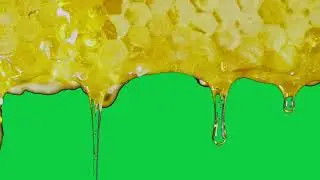 Honey Dripping on GREEN SCREEN [FREE USE]