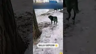 ИНОПЛАНЕТНЫЕ СОБАКИ