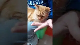 Кошачий кормилец, кошка Олеся и другие)) 