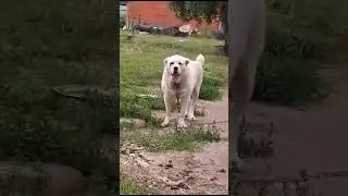 Мой 