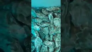 устрицы