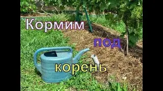 Виноград . Обязательная подкормка после цветения .