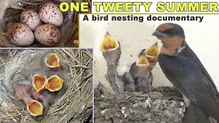 Pacific Swallow Birds from Eggs to flying fledglings (documentary blog)
