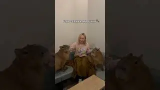 КАФЕ С КАПИБАРАМИ В ТОКИО 