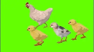 Hen green Screen with Chicks | Chicken green Screen | Murgi Green Screen  
