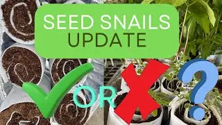 Seed Snail Rolls | Major Win or Epic Fail? 