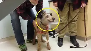 A blind dog sees his family for the first time after surgery, his reaction will make you CRY...😭