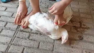 woman butcher chicken/ Educational video