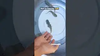 Did you expect this ending? 🐸😱🤣