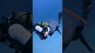 Divers Discover Strange Sea Creature