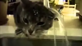Эти смешные коты!