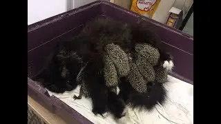 Кошка кормит ежат / The cat feeds the hedgehogs