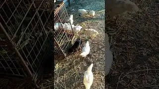 Жизнь в селе. Куры и нутрии живут вместе