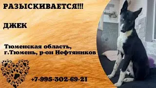 Пропала собака! ДЖЕК. Тюменская обл,г.Тюмень