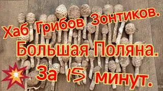 ГРИБНОЙ СЕЗОН. ОГРОМНАЯ ПОЛЯНА ГРИБОВ ЗОНТИКОВ СОБРАЛ ЗА 15 МИНУТ ПОЛНОЕ ВЕДРО.